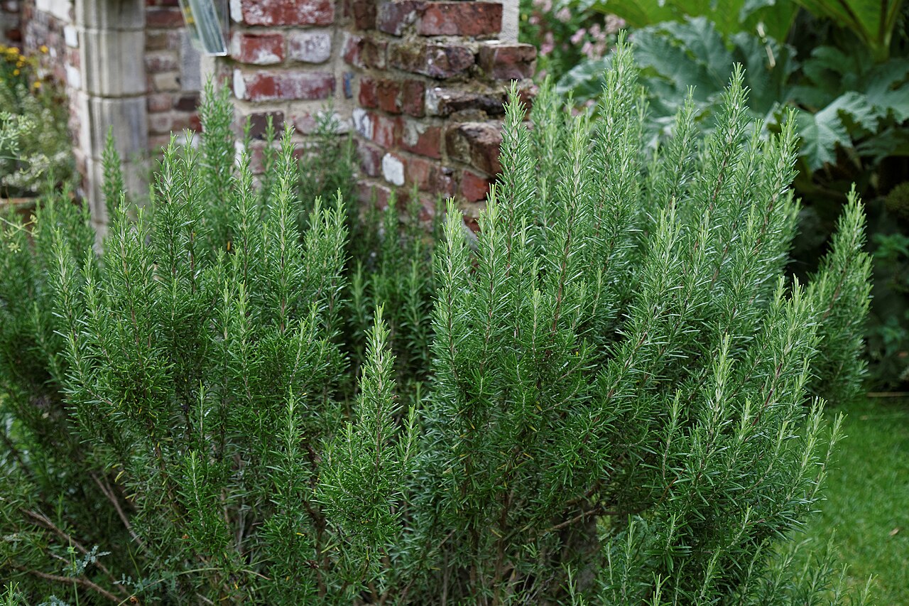 Rosemary (Rosmarinus officinalis)
