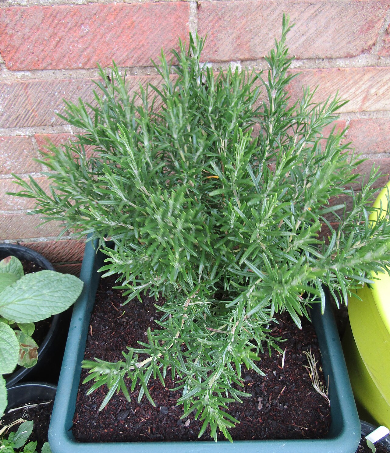 Rosemary (Rosmarinus officinalis)