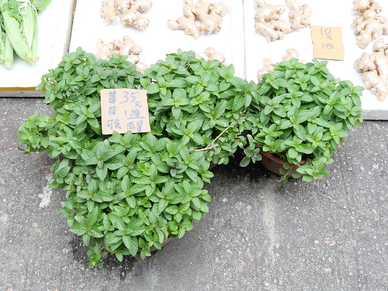 Mint (Mentha)
