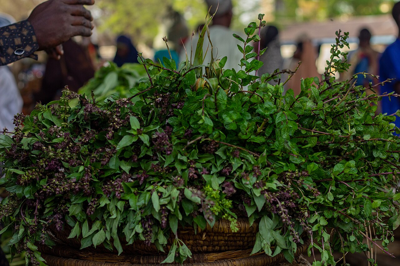 Mint (Mentha)