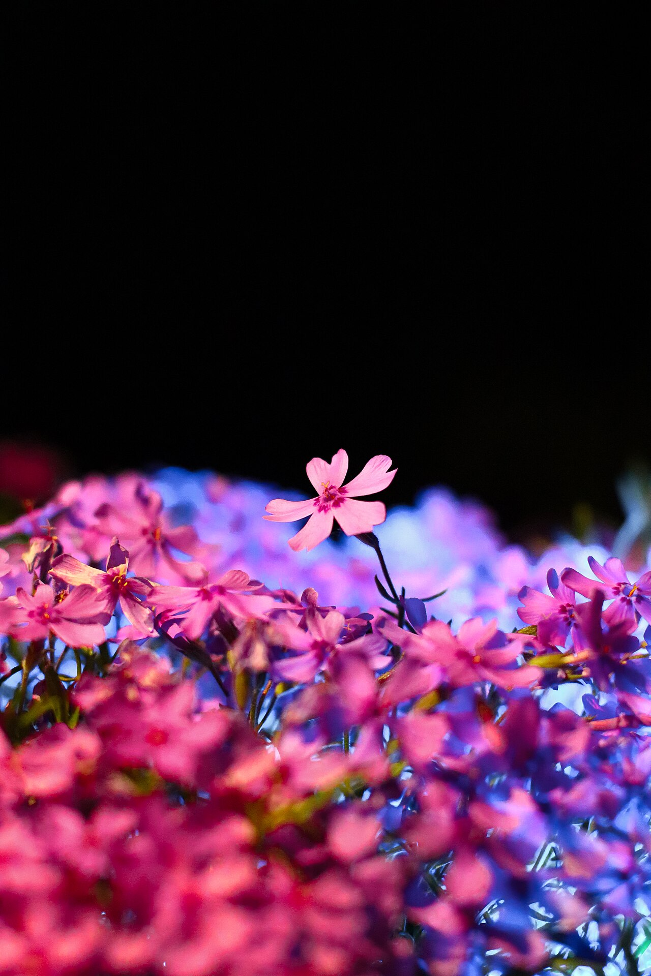 Creeping phlox (Phlox subulata)