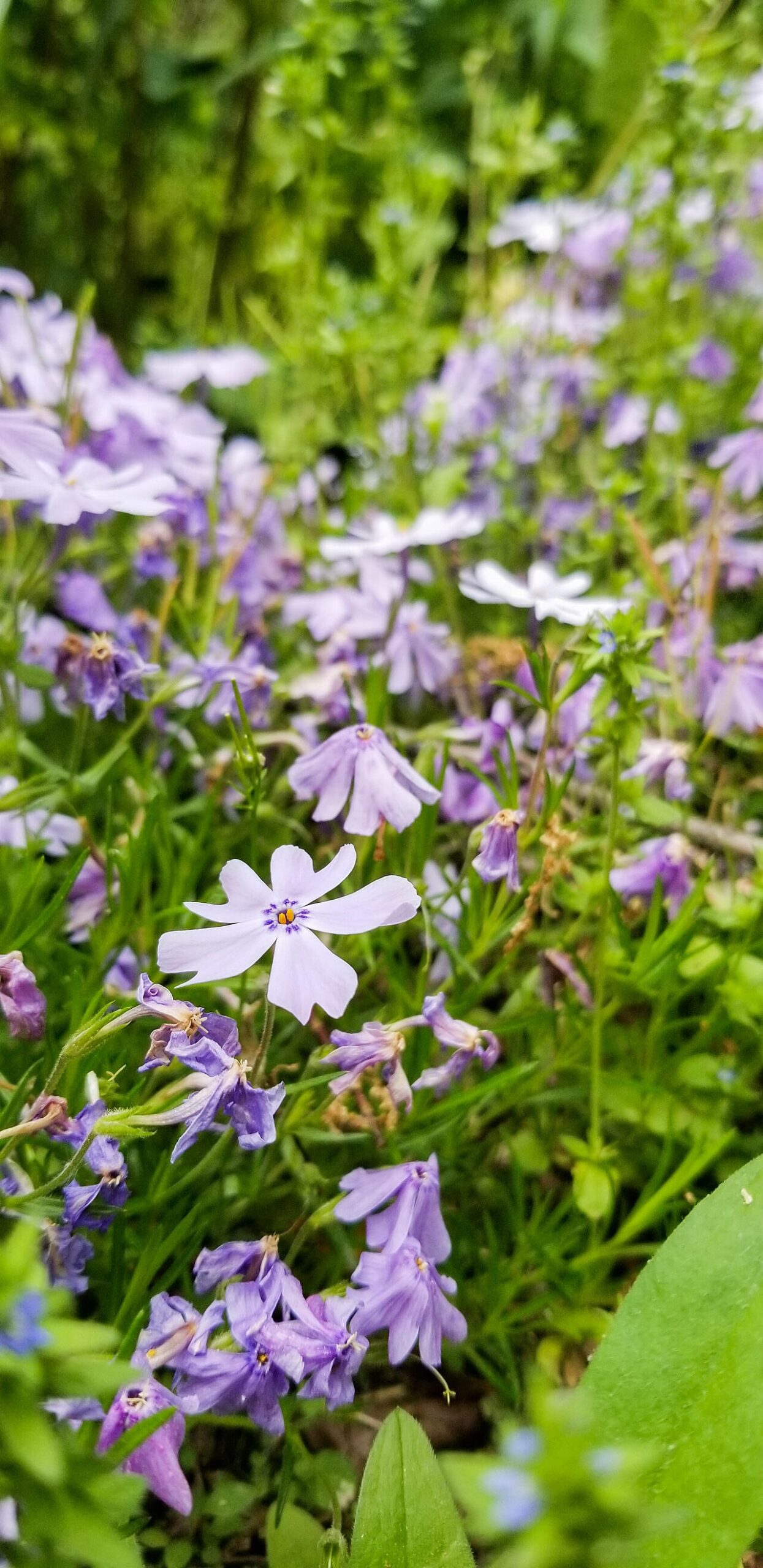Creeping phlox (Phlox subulata)