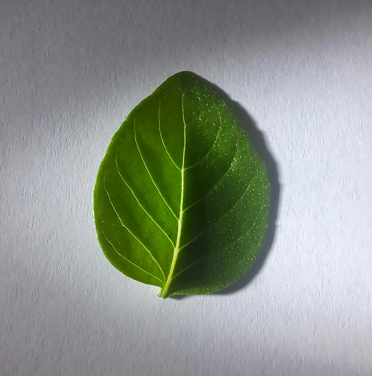 Basil (herb)