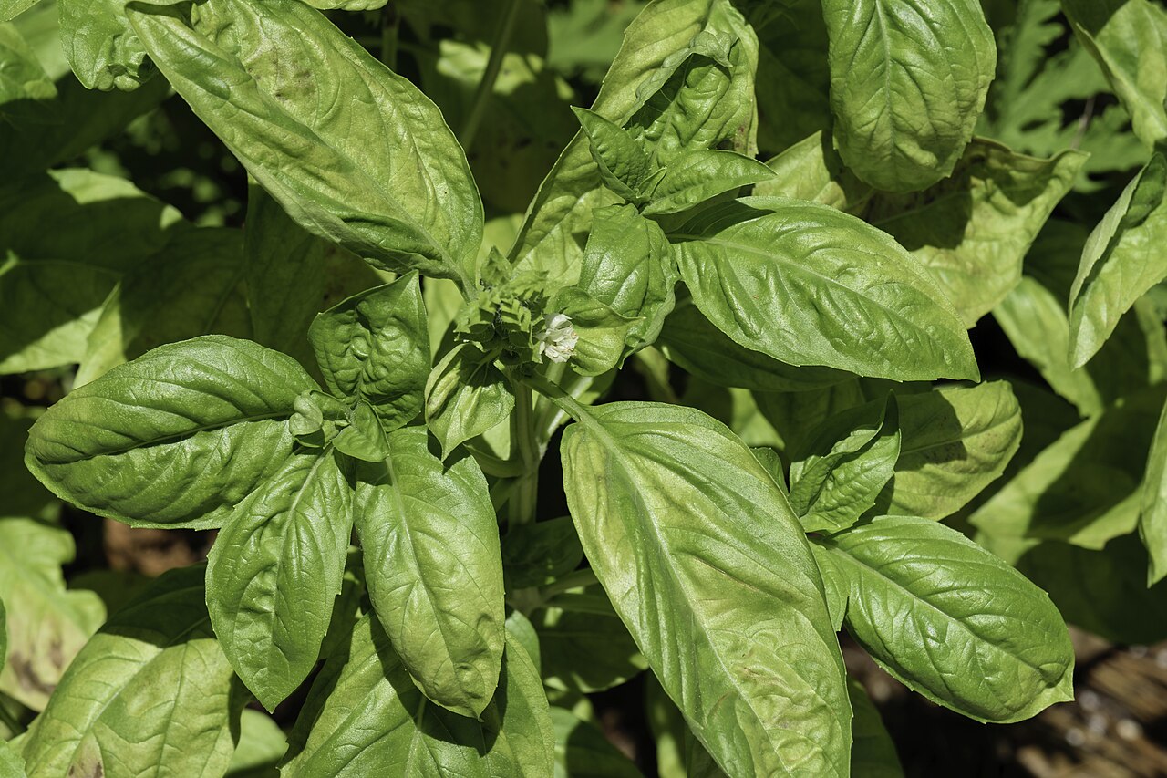 Basil (herb)