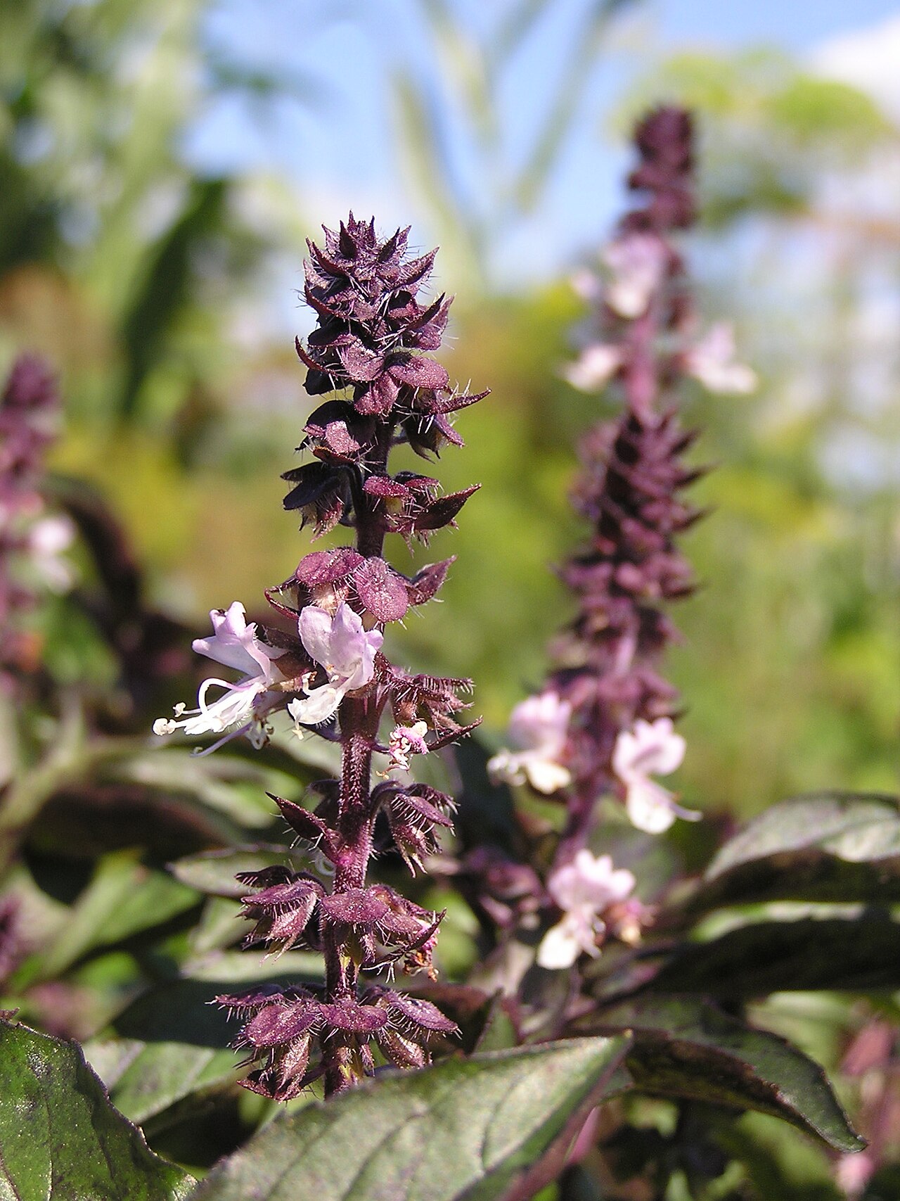 Basil (herb)