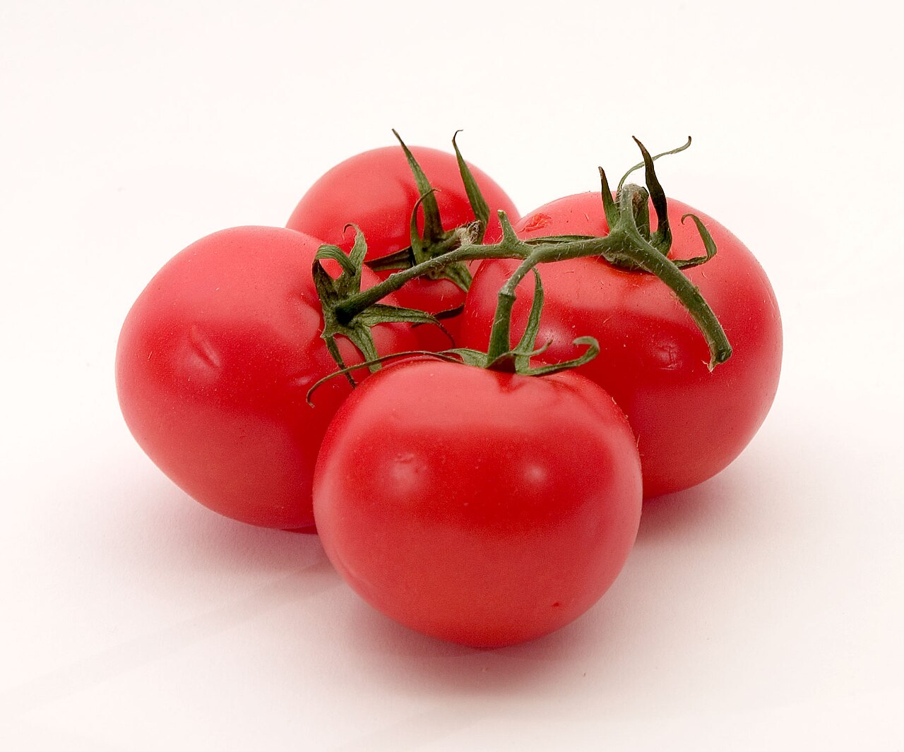 Tomato plant