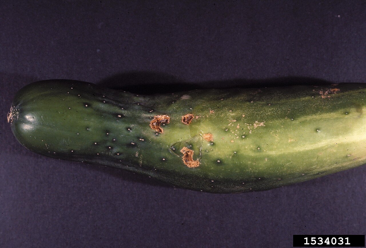 Cucumber plant