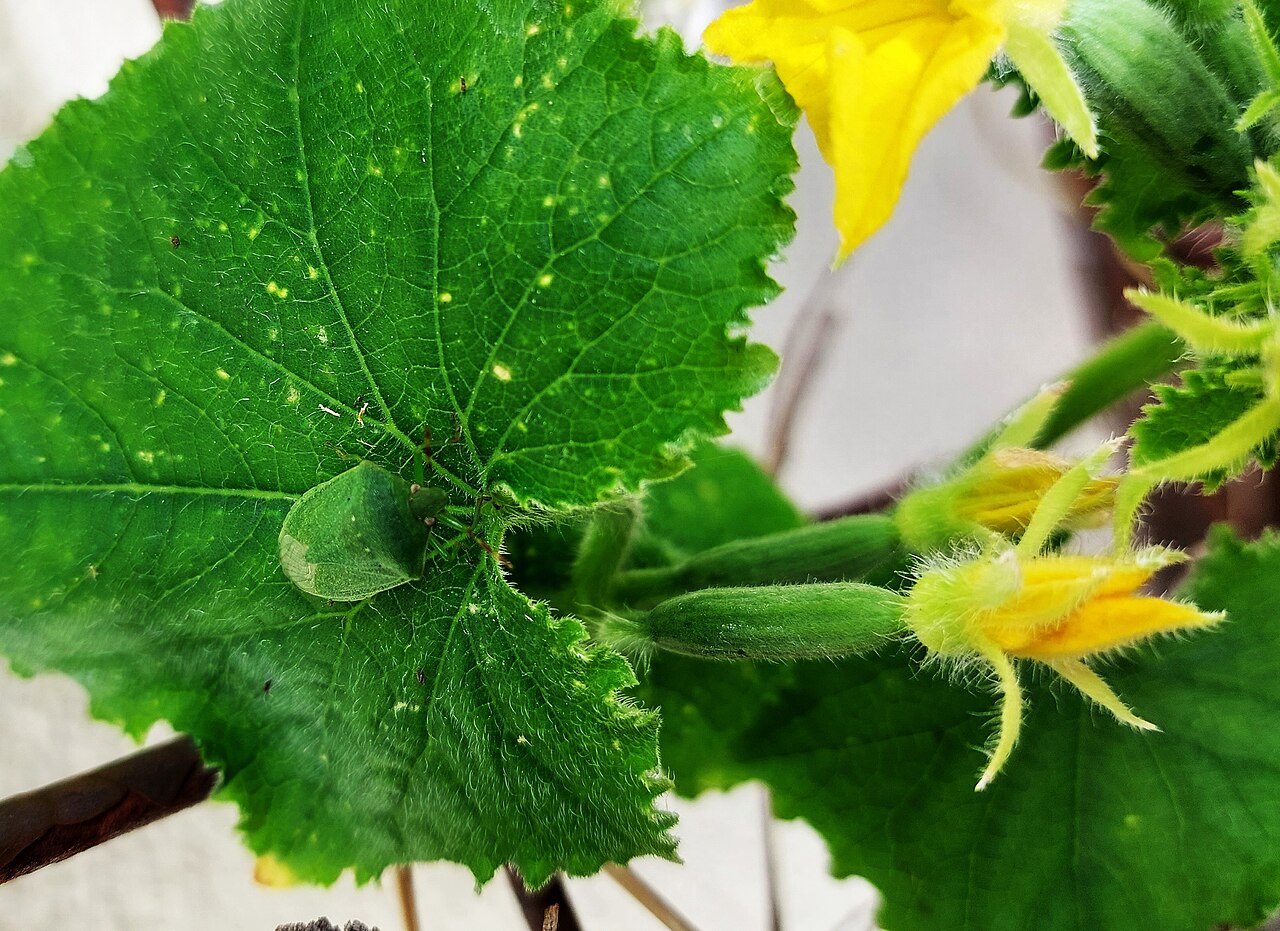 Cucumber plant