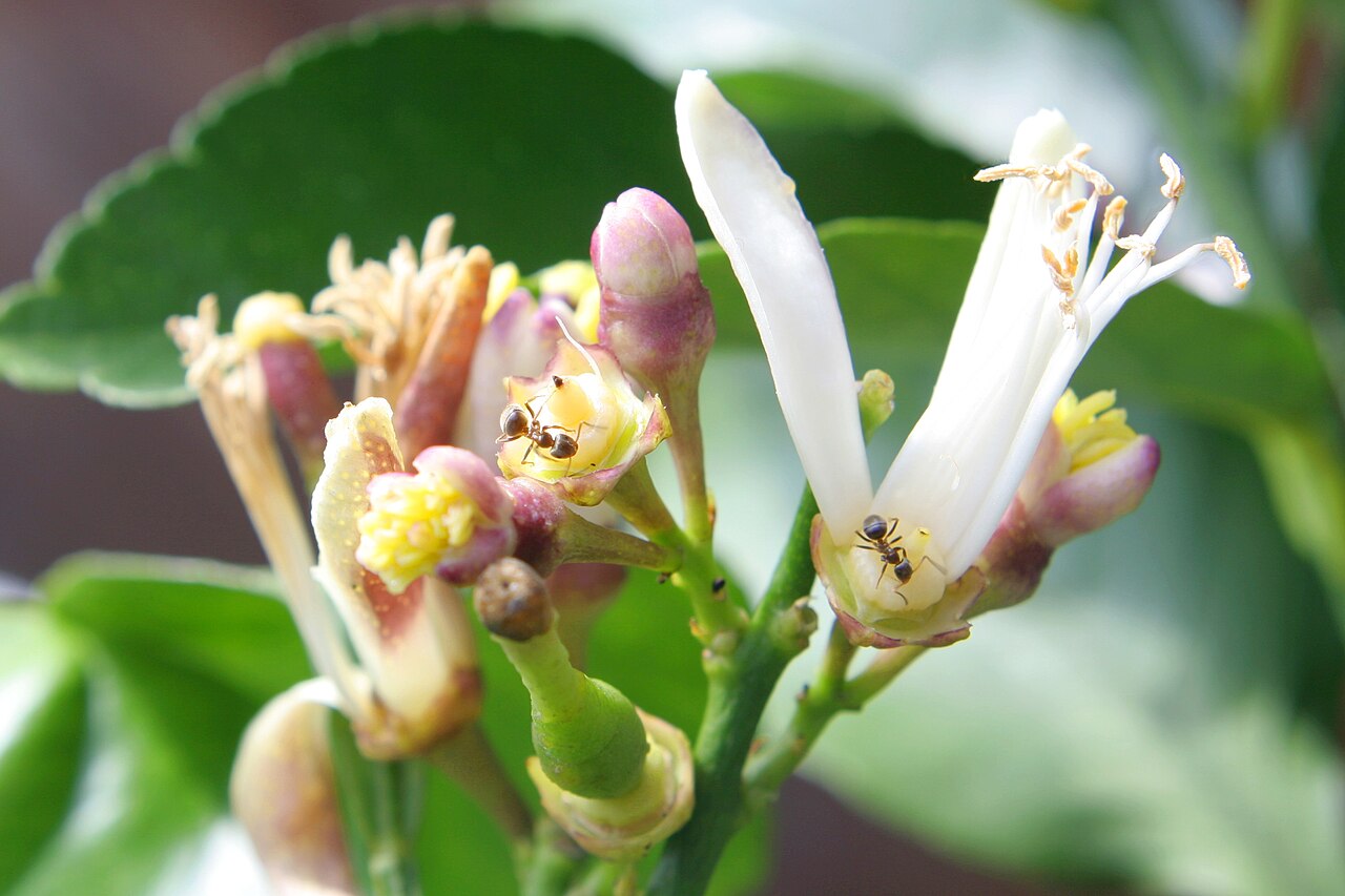 Lemon tree (Citrus limon)