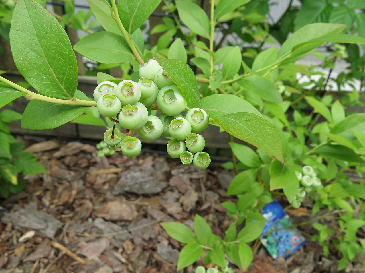 Blueberry bush