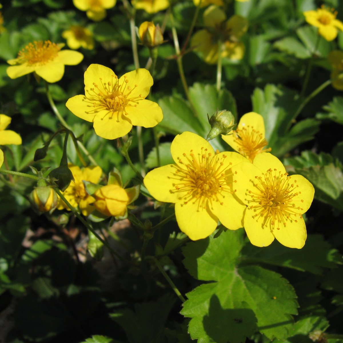 Barren strawberry (Waldsteinia ternata)