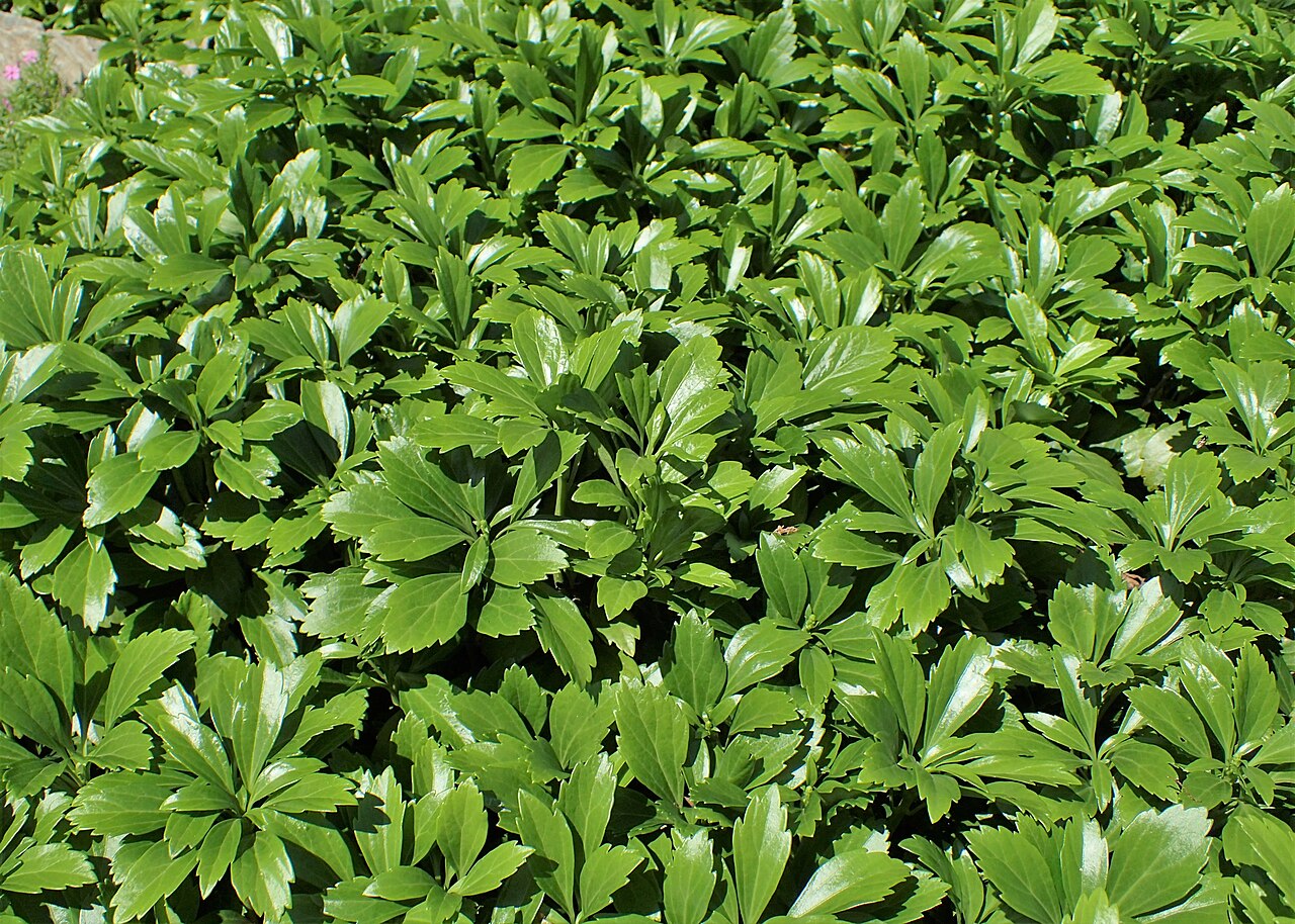 Japanese spurge (Pachysandra terminalis)