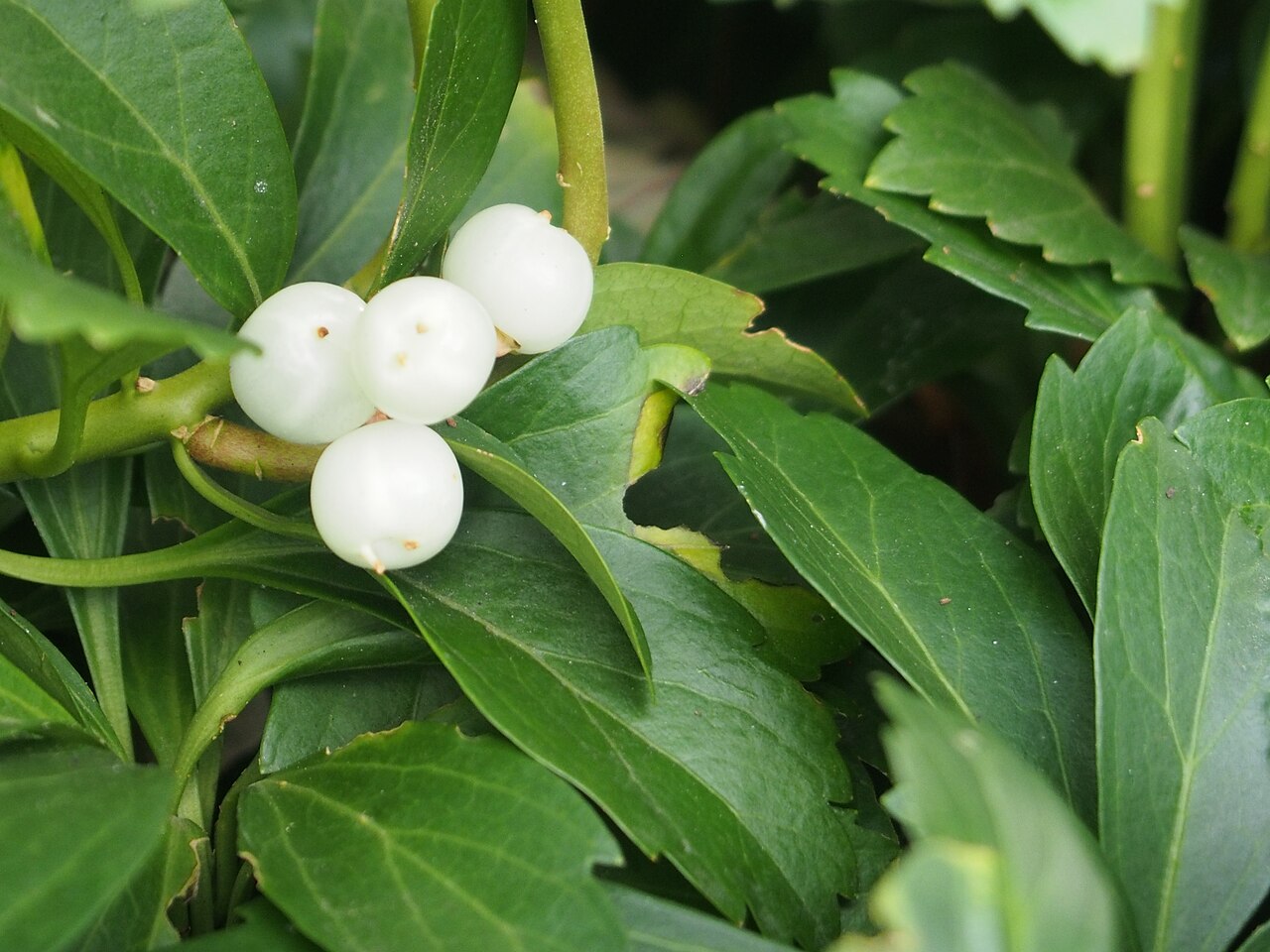 Japanese spurge (Pachysandra terminalis)