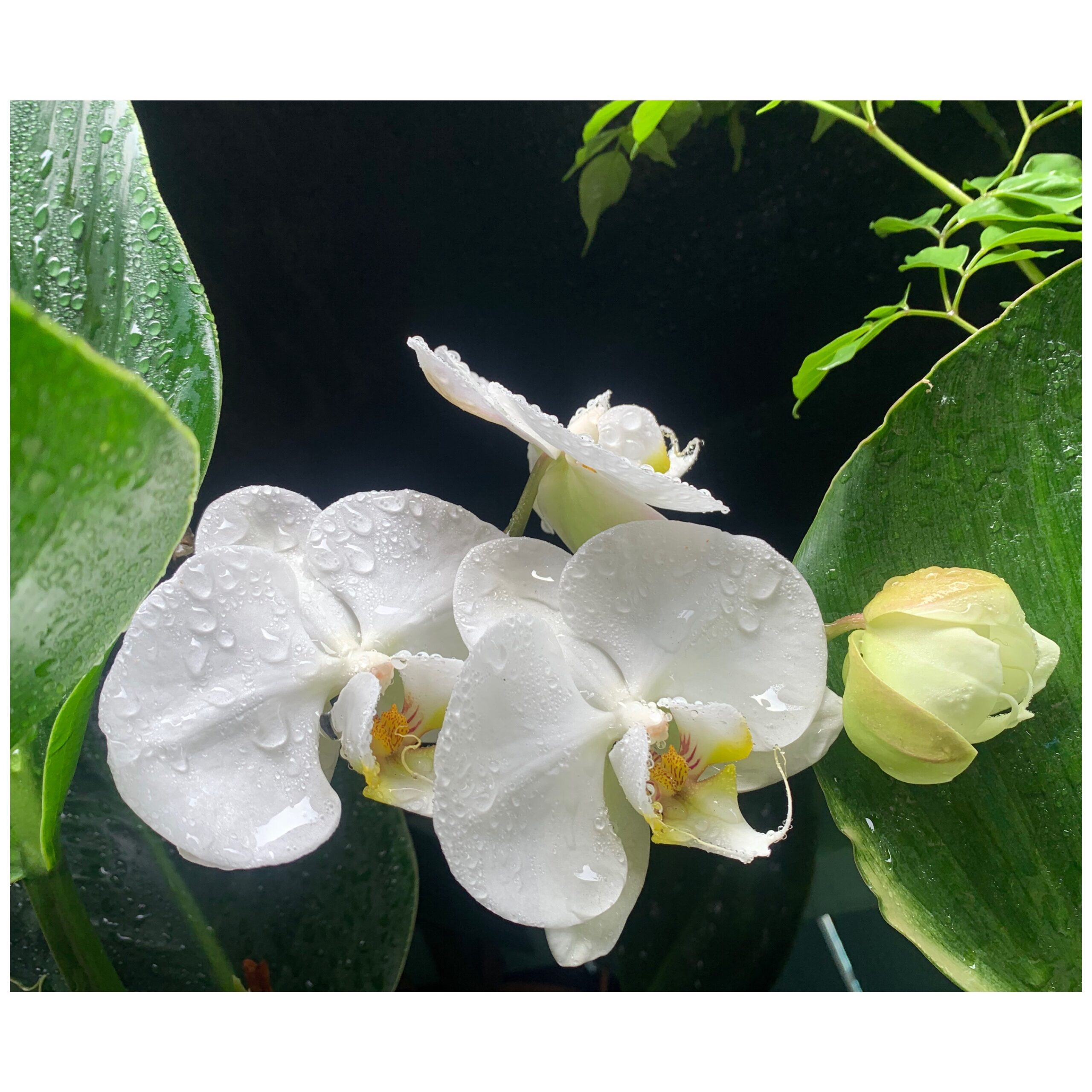 Phalaenopsis orchid