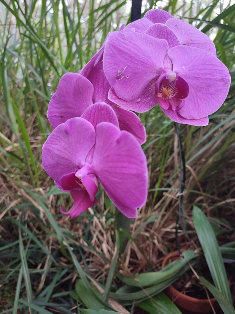 Phalaenopsis orchid