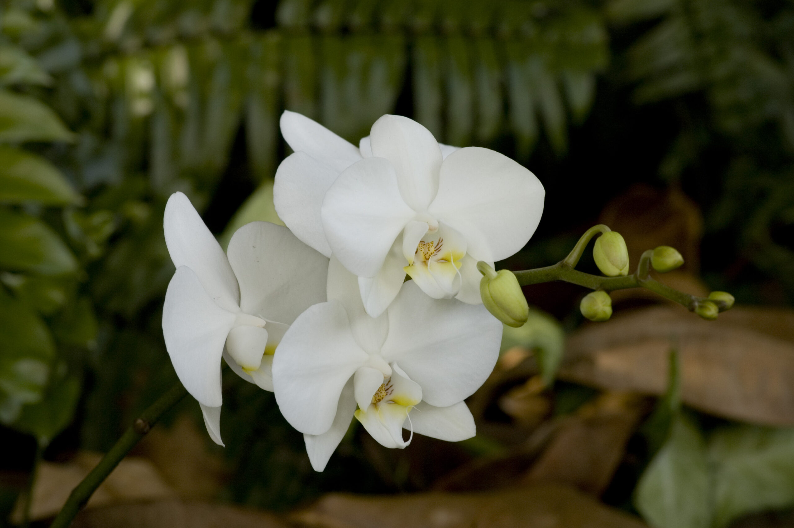 Phalaenopsis orchid