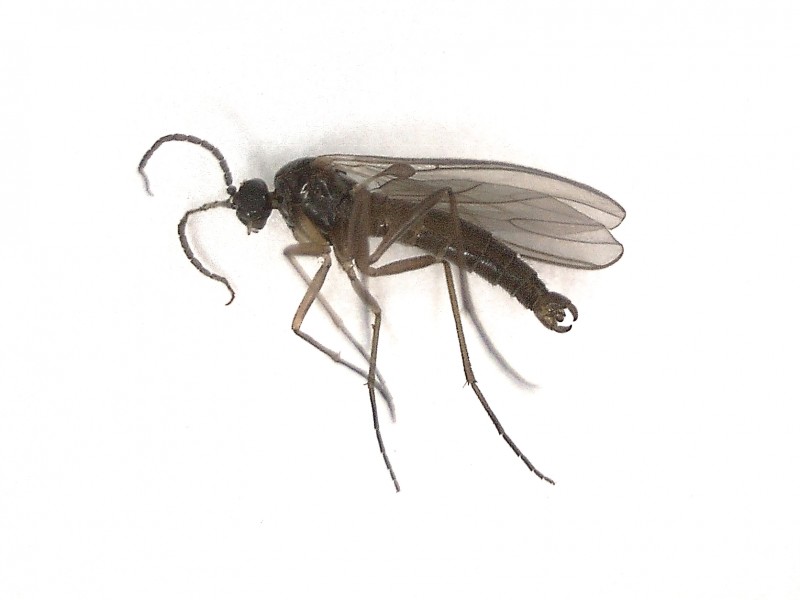 Fungus gnat