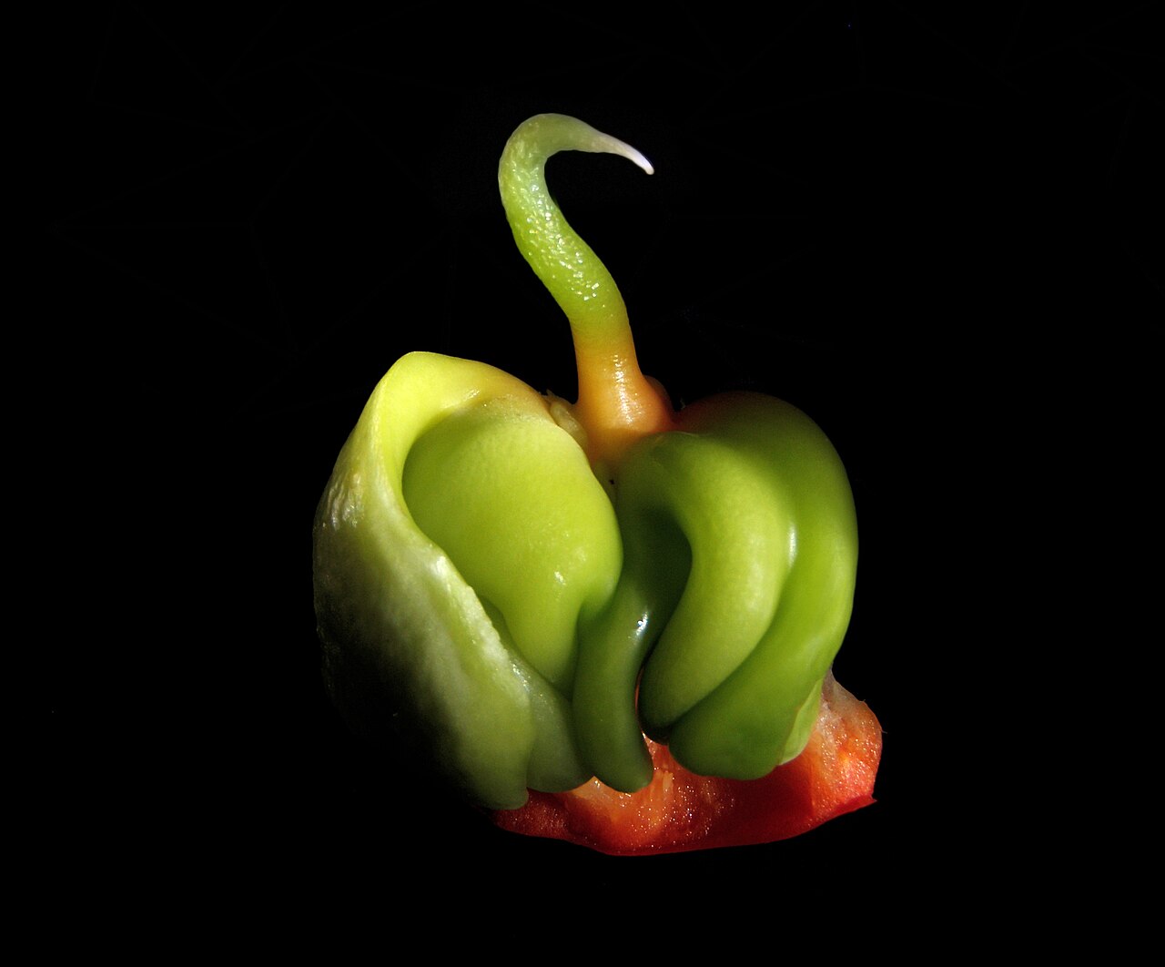 Bell pepper plant