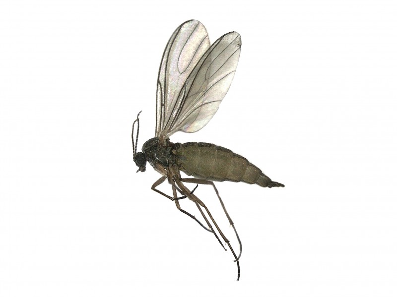 Fungus gnat
