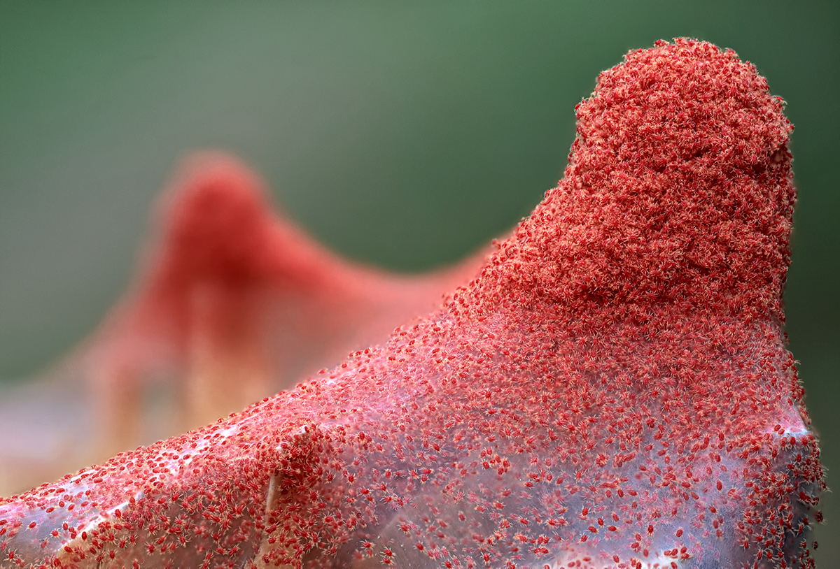 Spider mites