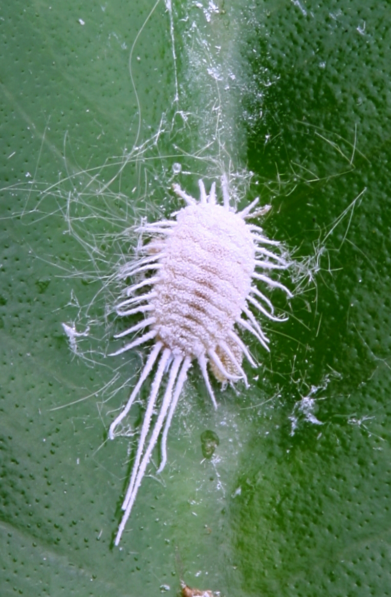 Mealybug / scale insect