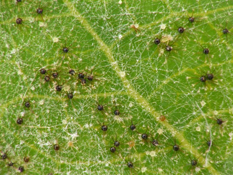 Powdery mildew on leaf
