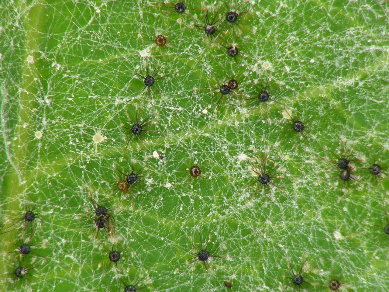 Powdery mildew on leaf