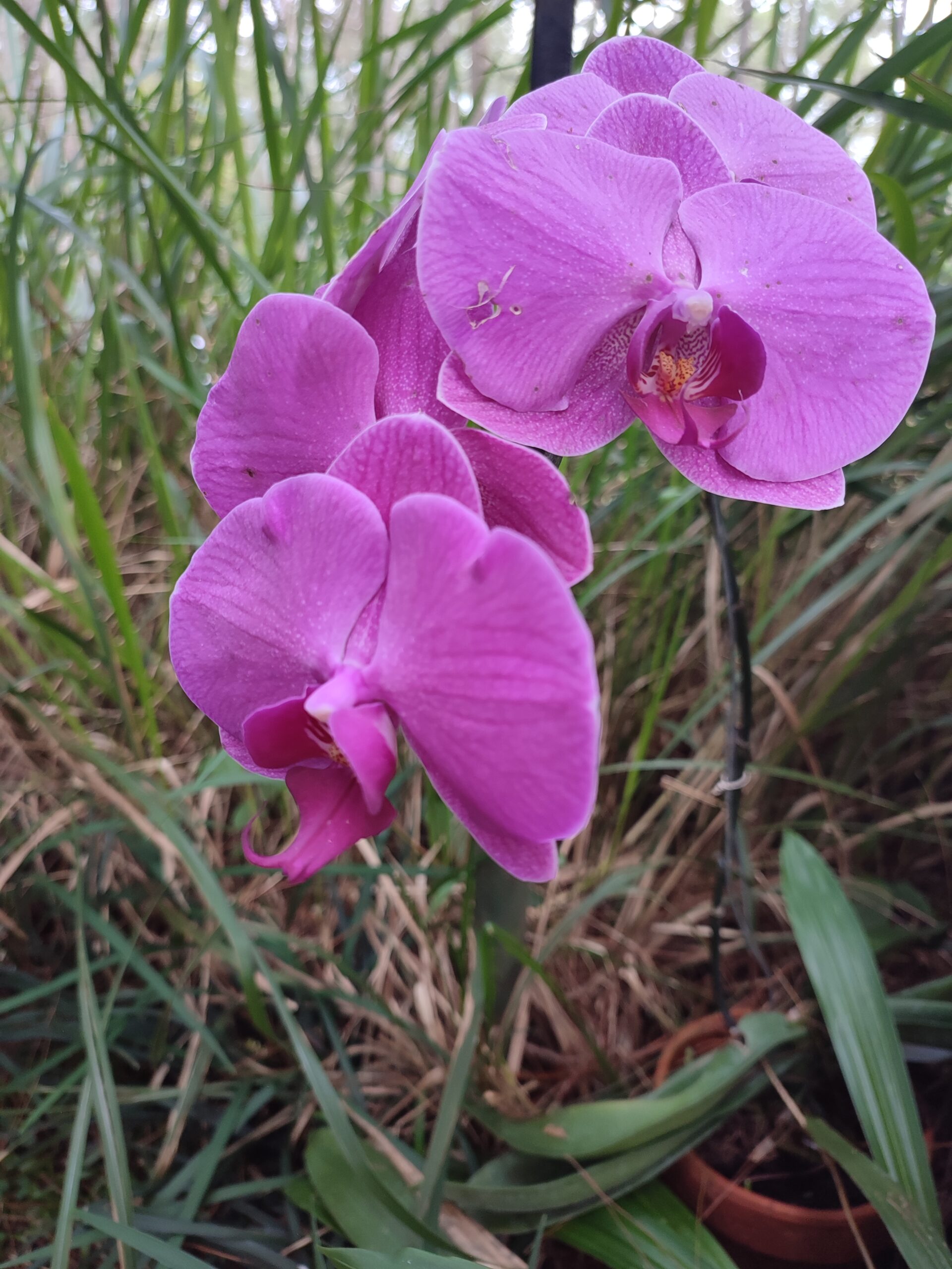 Phalaenopsis orchid