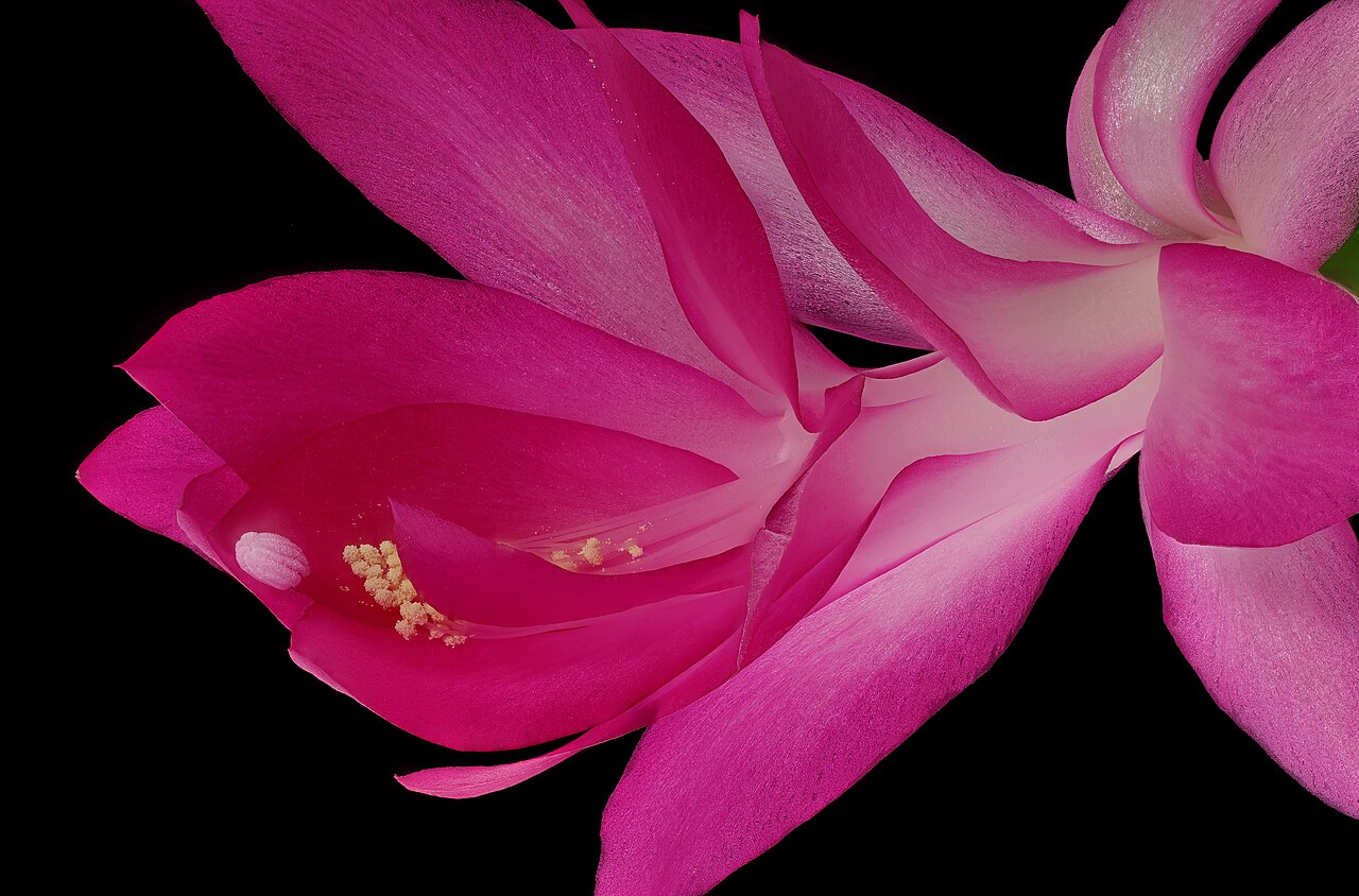 Christmas cactus (Schlumbergera)