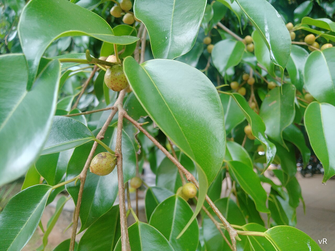 Ficus benjamina