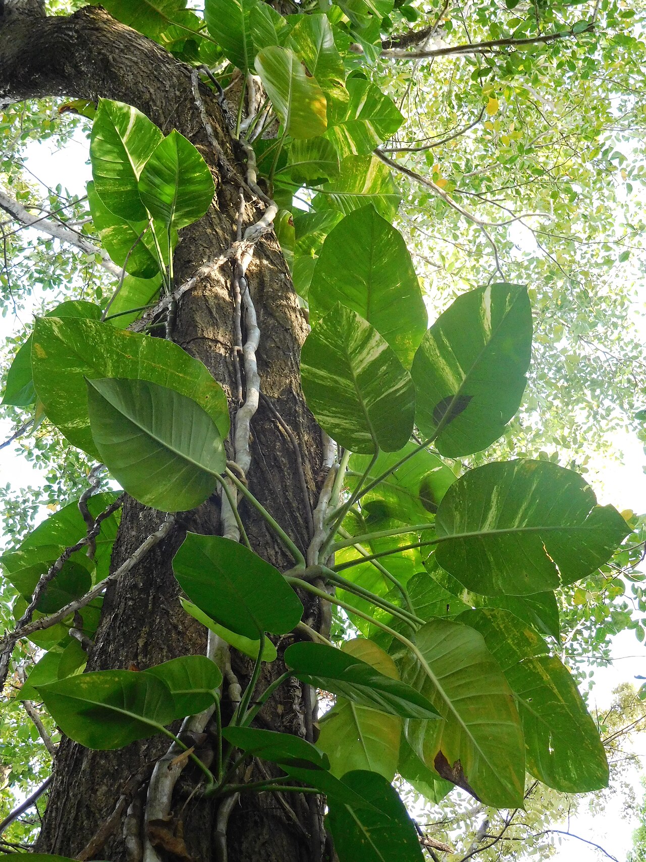 Pothos (Epipremnum)