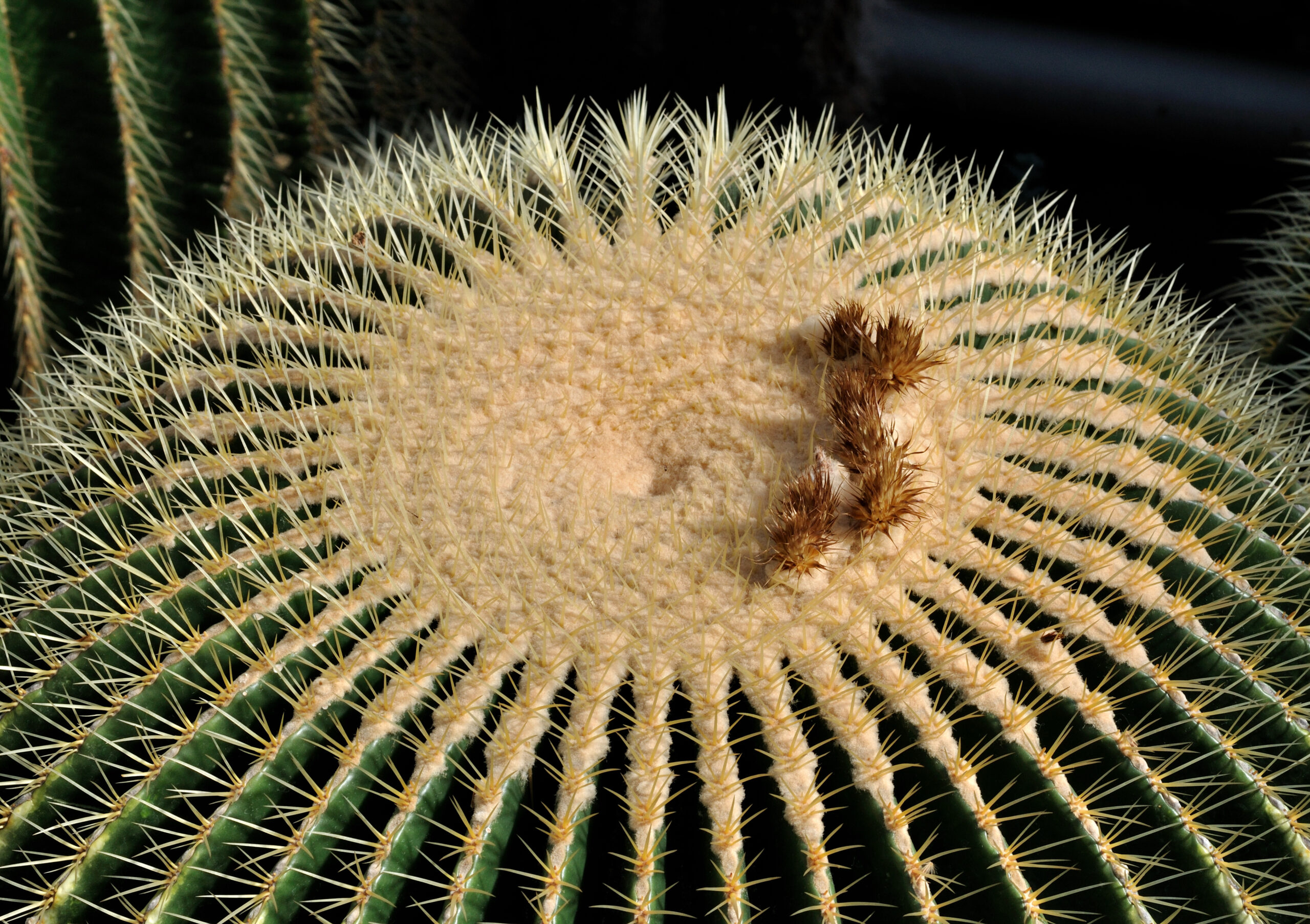 Cactus