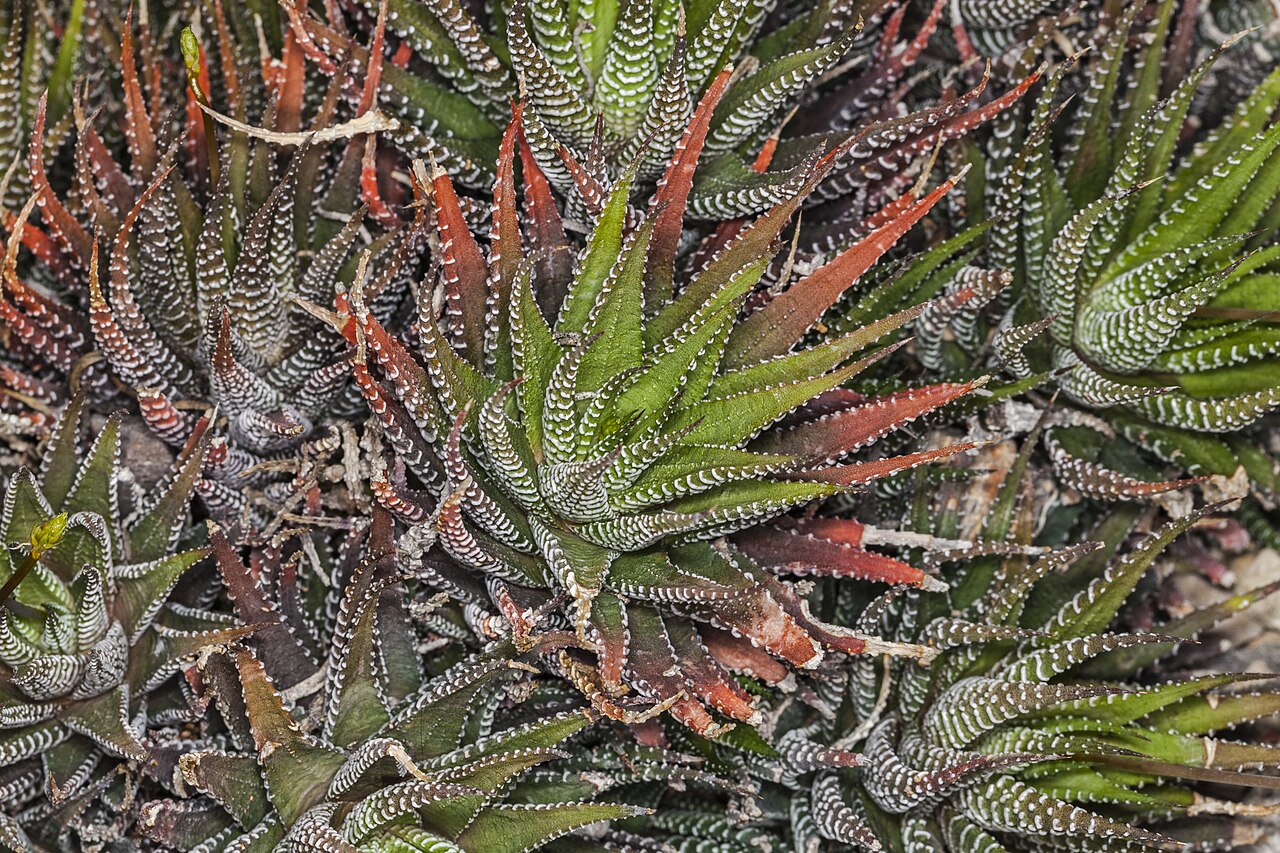 Haworthia