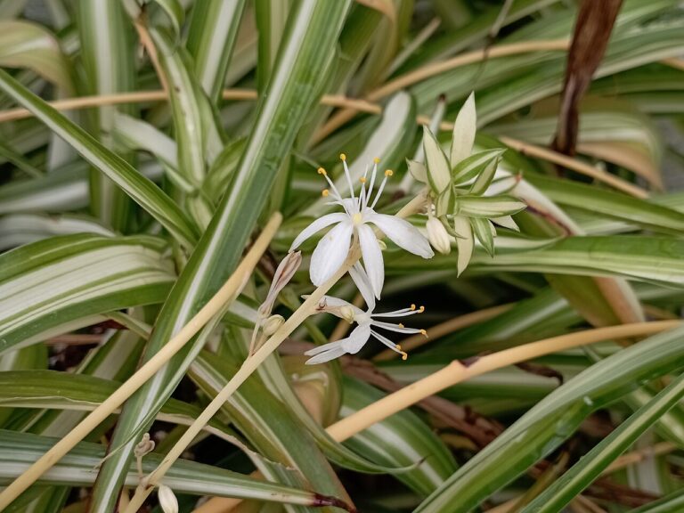 Spider plant (Chlorophytum)
