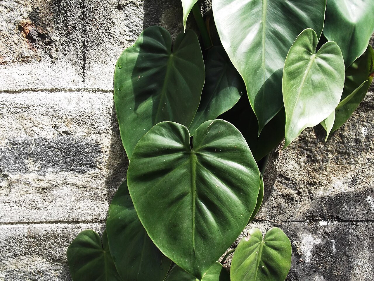 Philodendron scandens