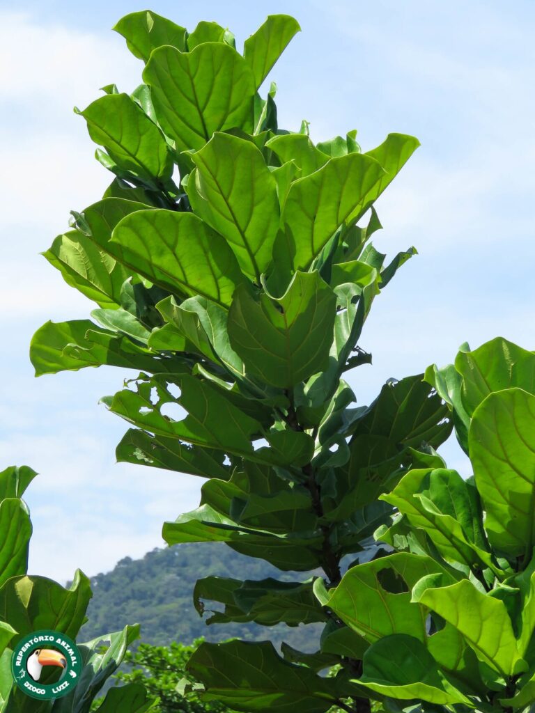 Fiddle leaf fig (Ficus lyrata)