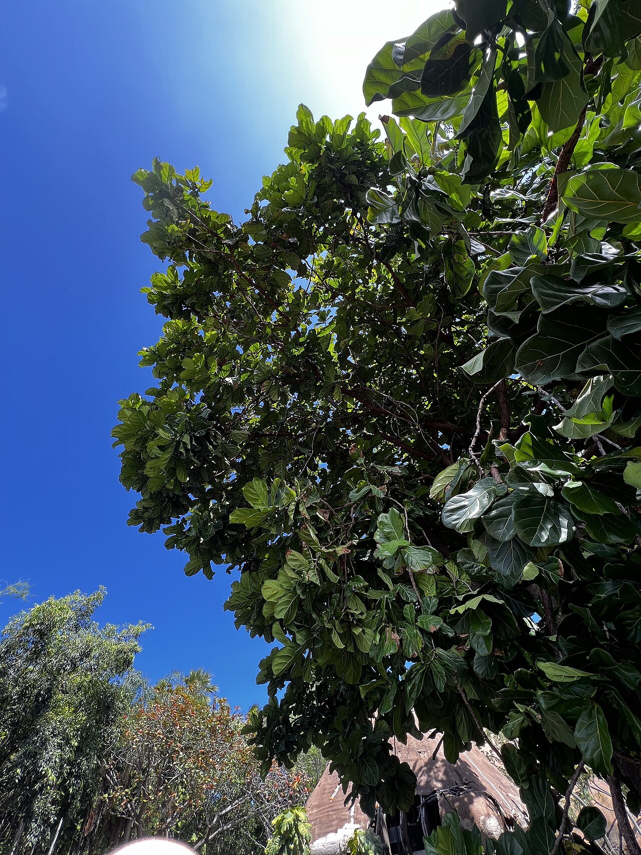 Fiddle leaf fig (Ficus lyrata)