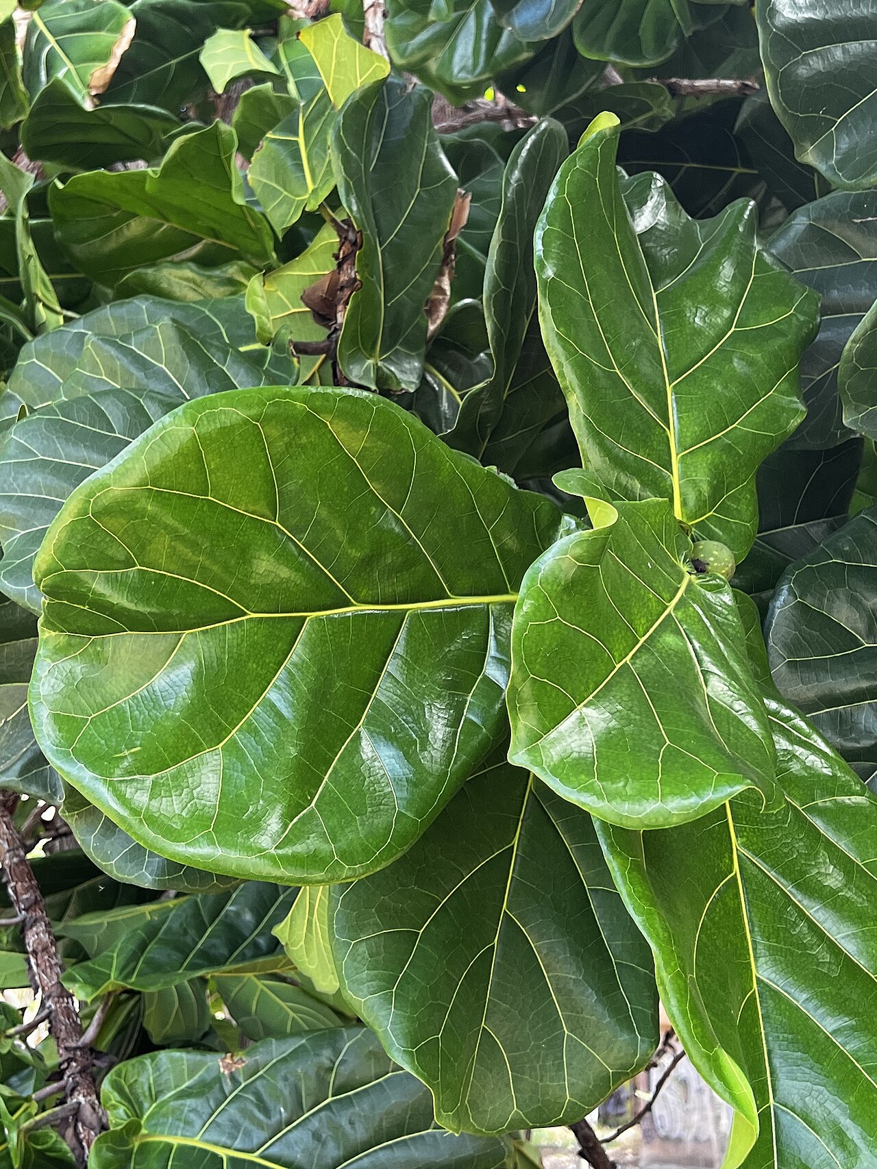 Fiddle leaf fig (Ficus lyrata)
