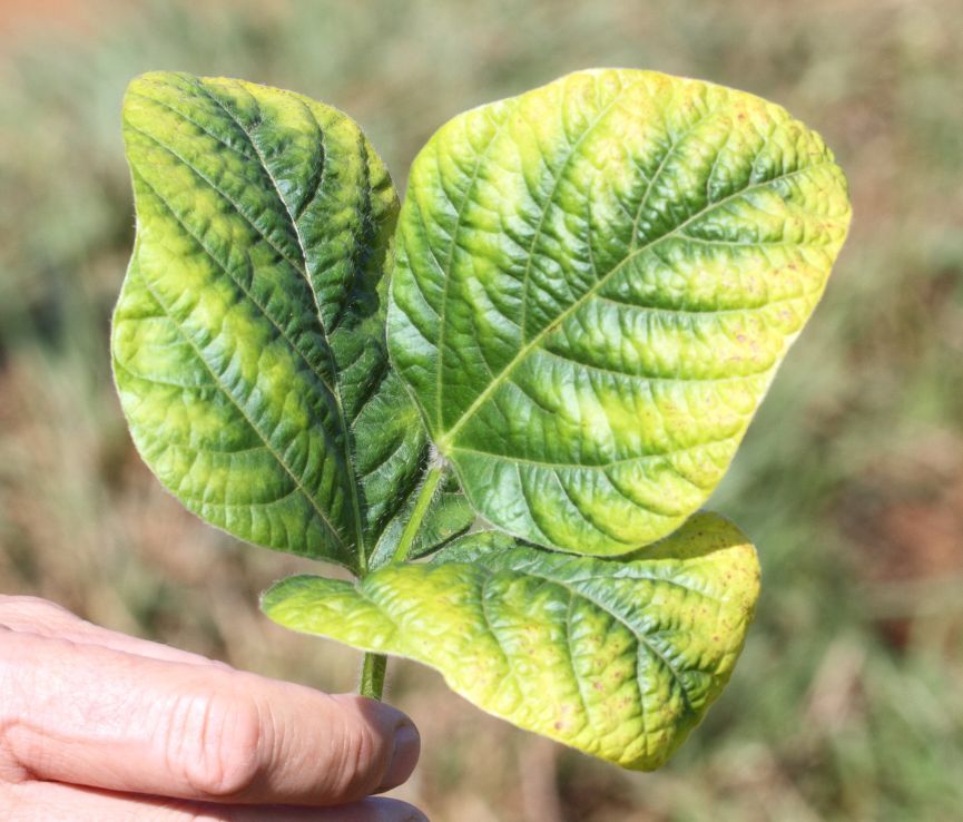 Soybean leaf showing potassium deficiency symptoms with interveinal yellowing and leaf-edge browning