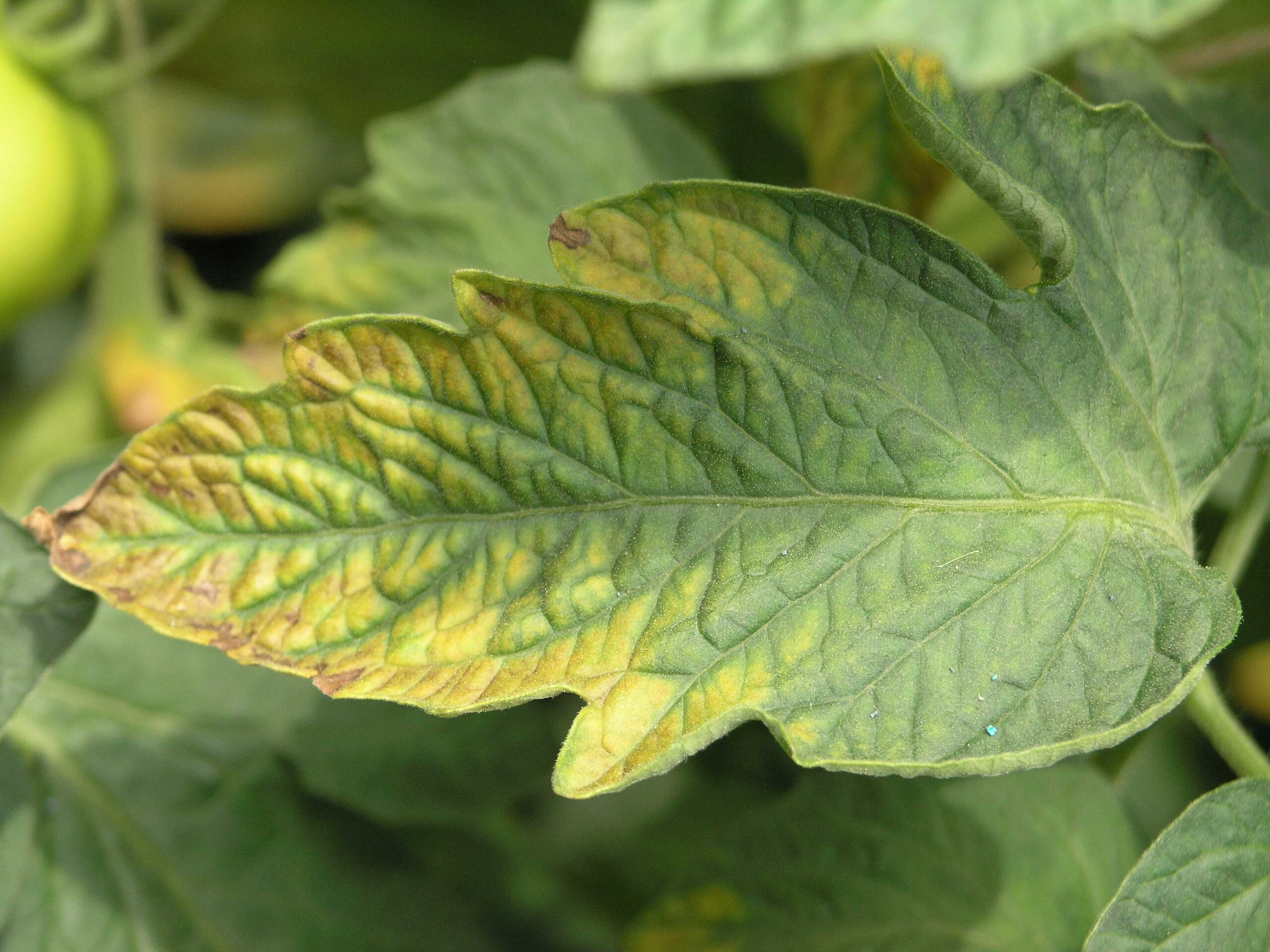 Tomato leaf showing potassium deficiency symptoms: yellowing and browning along the leaf margins