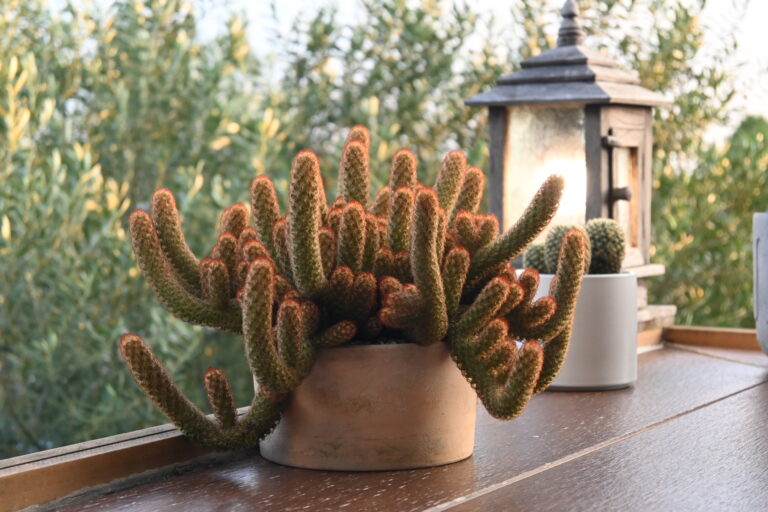 Potted cacti basking in bright sunlight on a wooden windowsill, the kind of strong seasonal light that increases watering needs