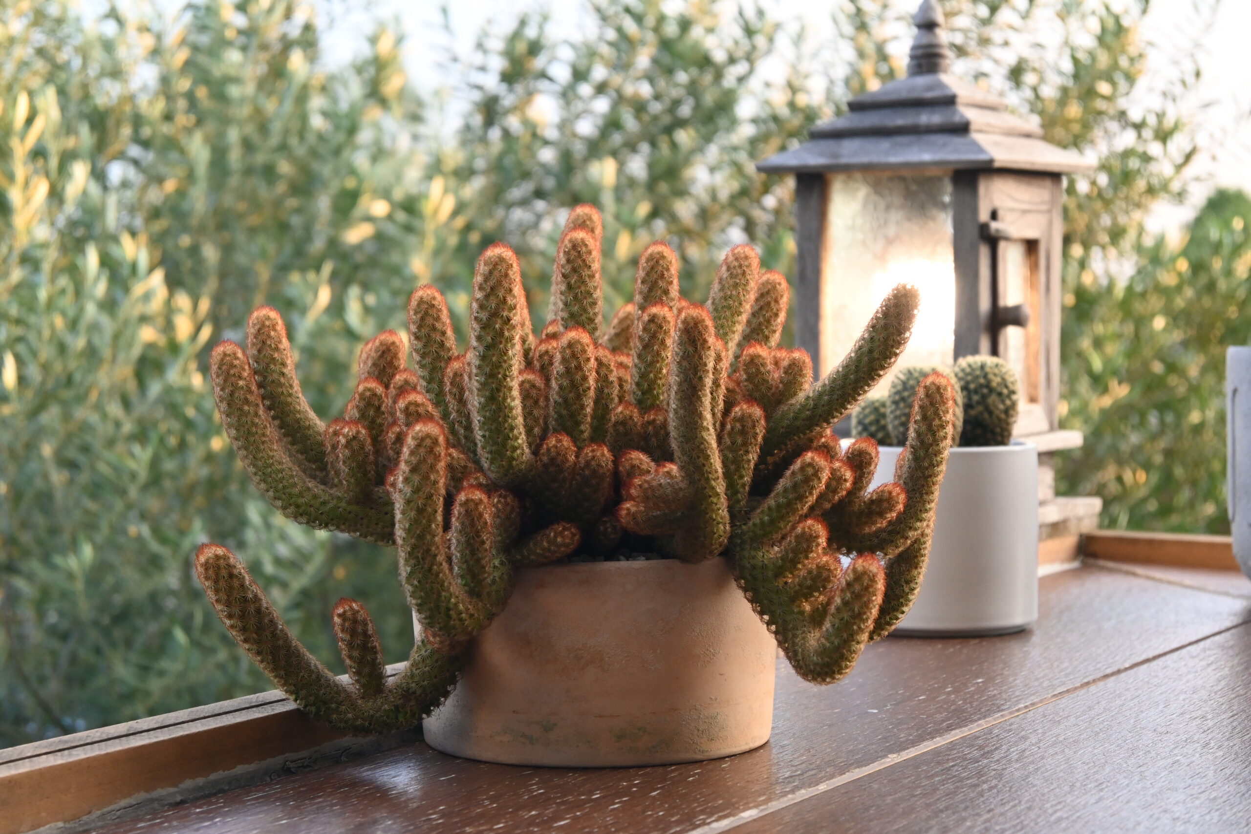 Potted cacti basking in bright sunlight on a wooden windowsill, the kind of strong seasonal light that increases watering needs