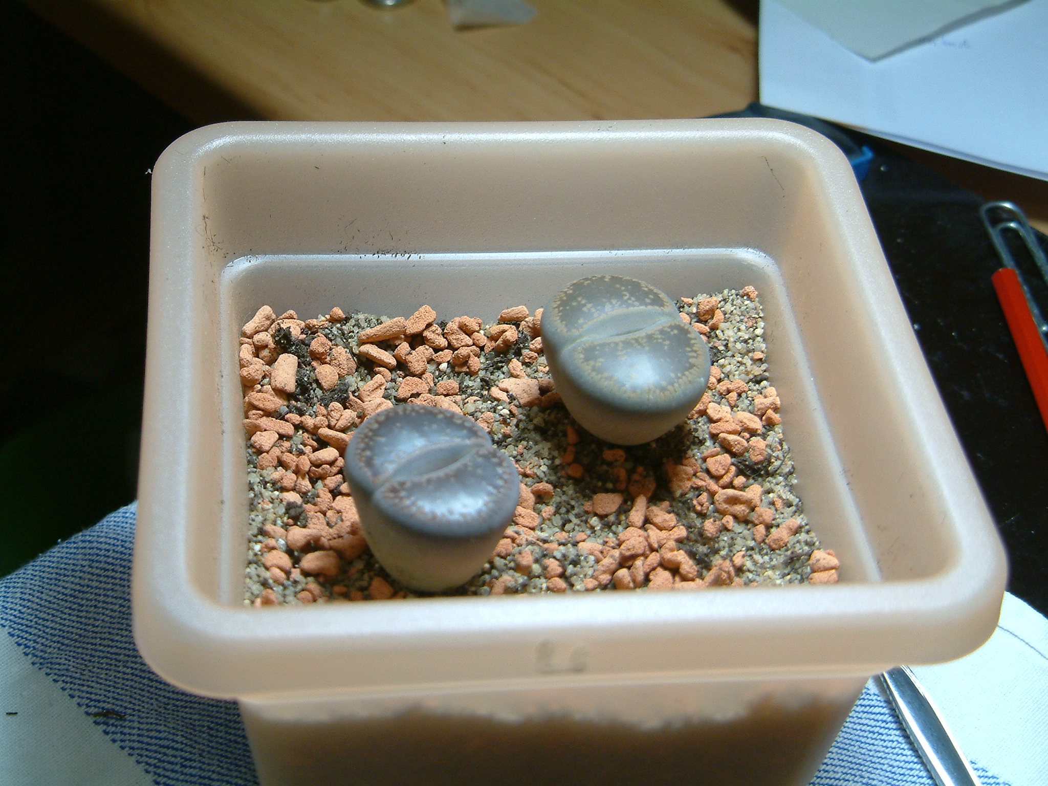 Freshly repotted Lithops succulents in gritty potting mix