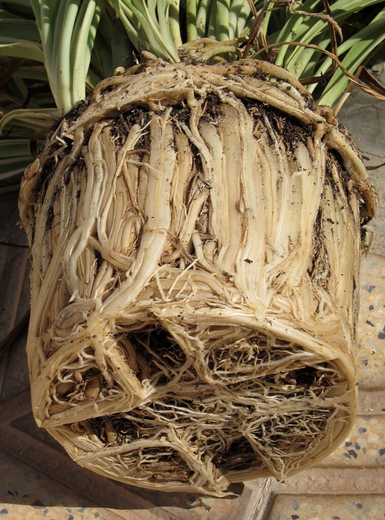 Root-bound Chlorophytum comosum root ball showing dense circling roots that signal it's time to repot