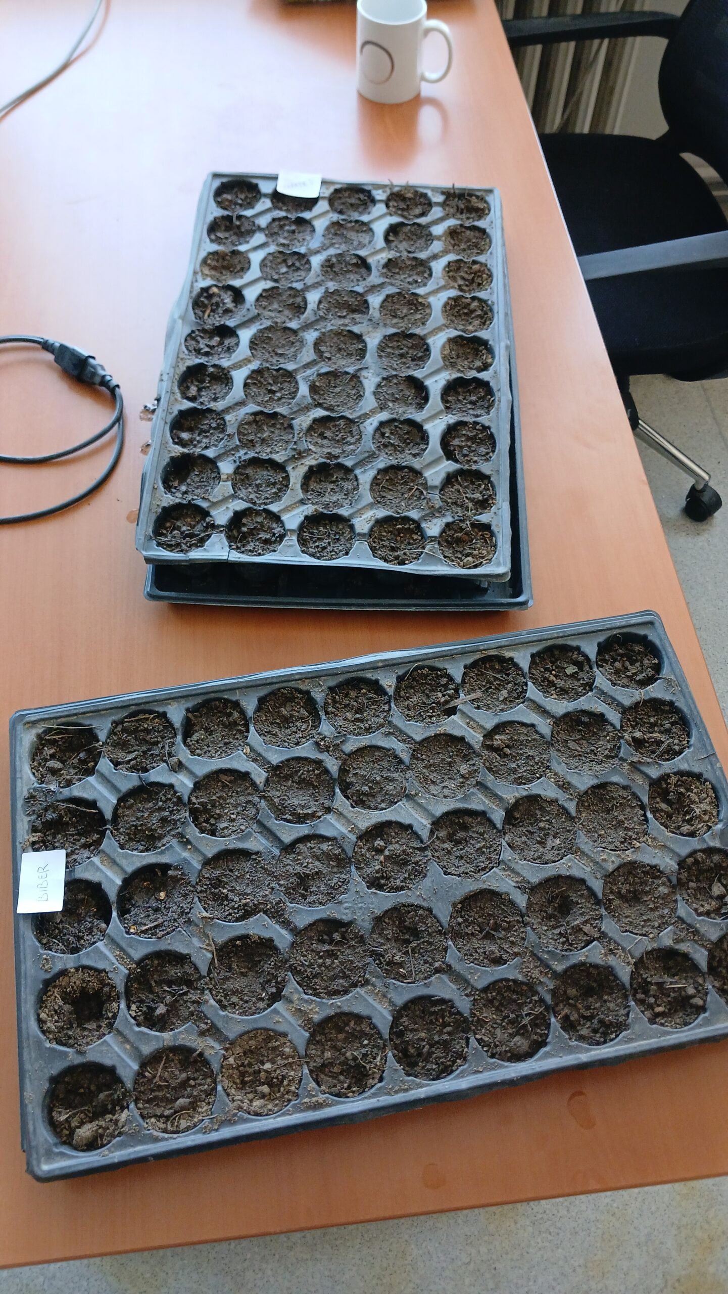 Seed starting trays filled with potting mix, ready for sowing seeds