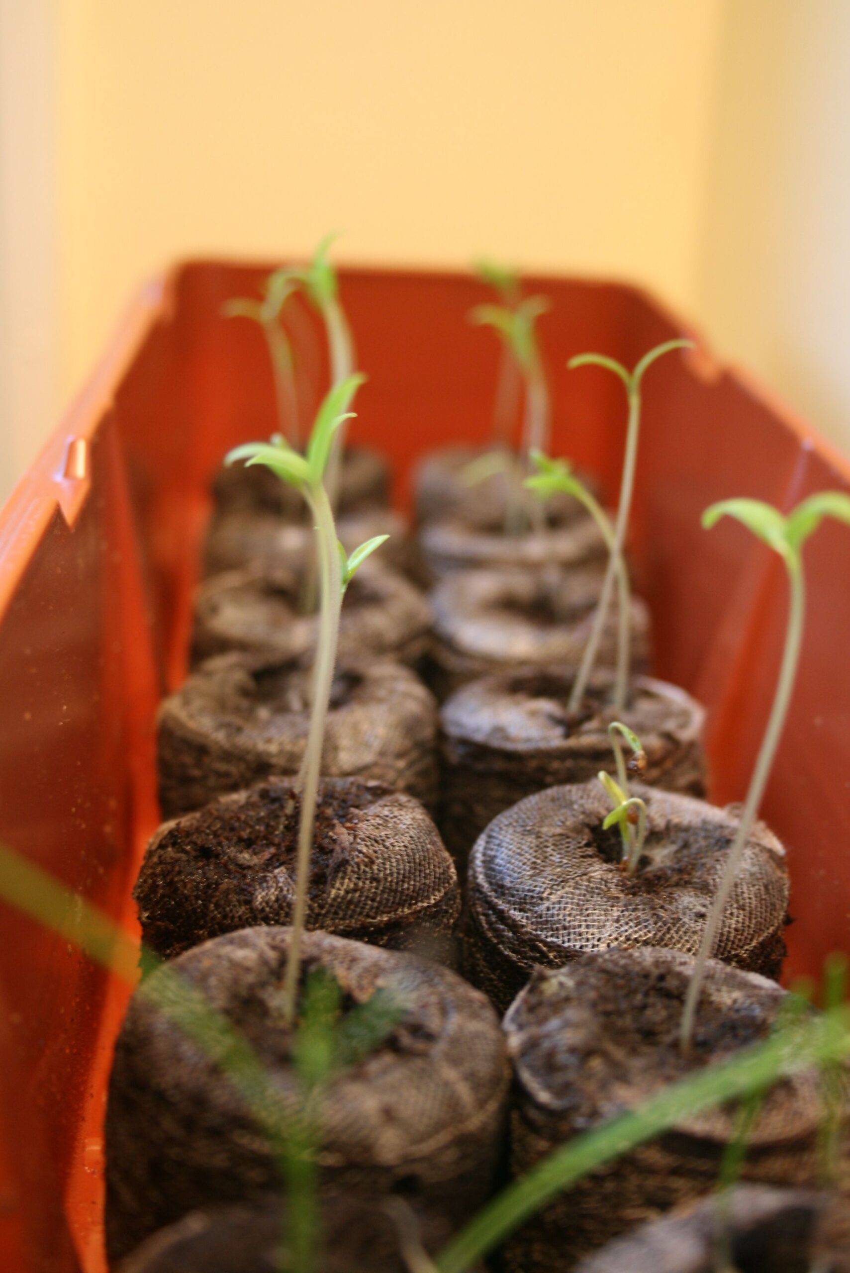 Young seedlings sprouting from peat pellets, an early stage of growing plants from seed