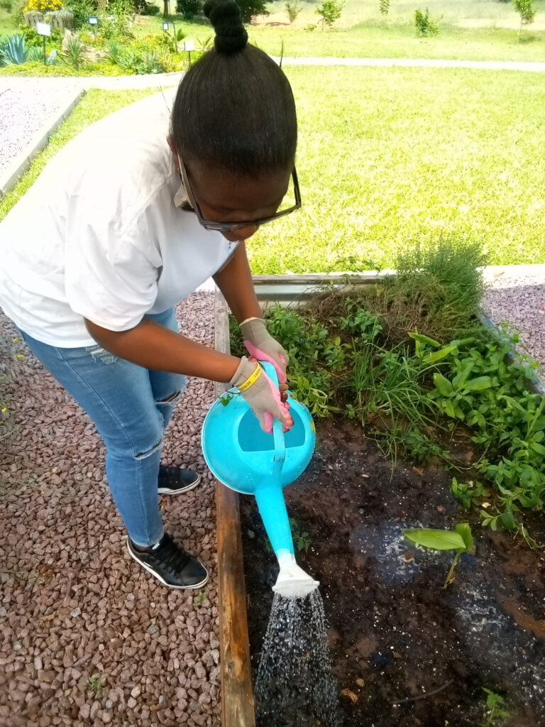 Person watering garden plants with a watering can