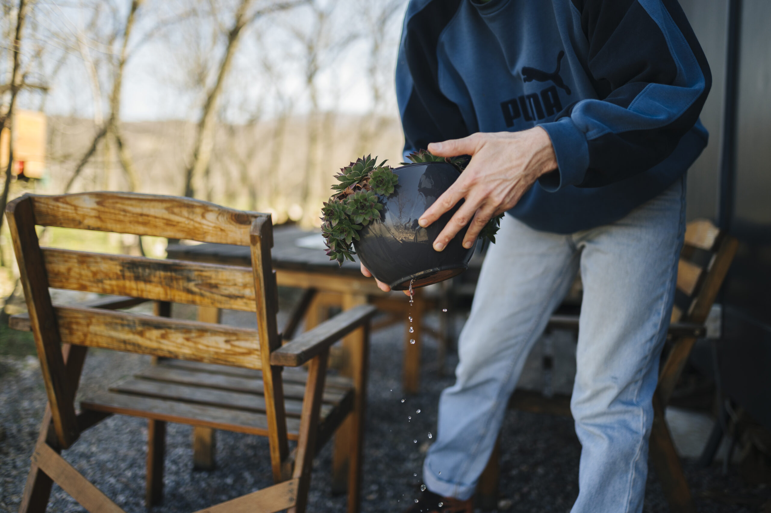 Person watering a potted succulent arrangement, water draining from the pot