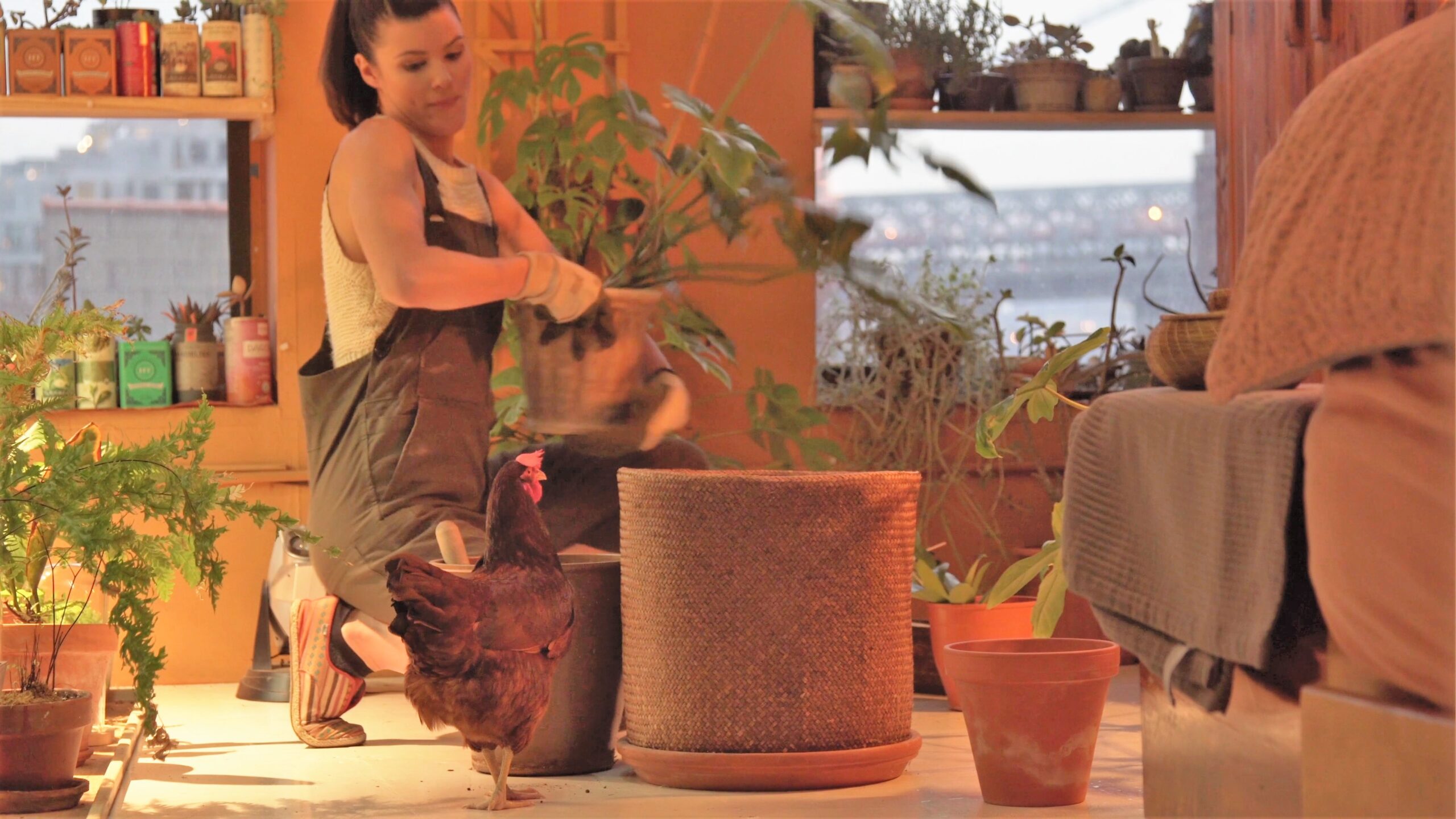 Person repotting a houseplant into a fresh terracotta pot at home
