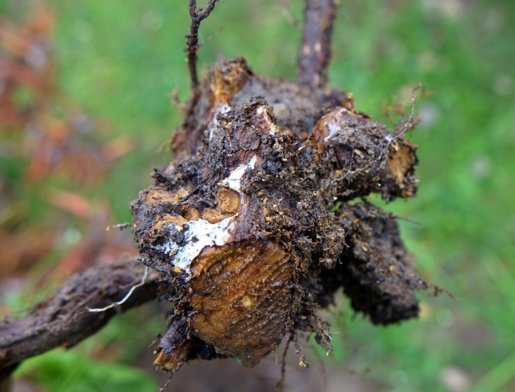 Close-up of decayed, rotted root and crown tissue with fungal growth on a plant affected by root rot
